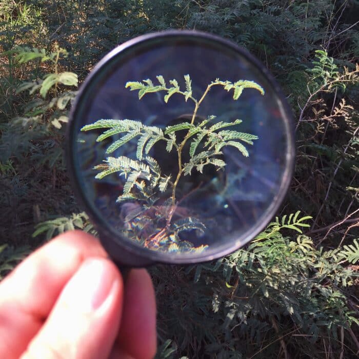magnifying glass on a plant